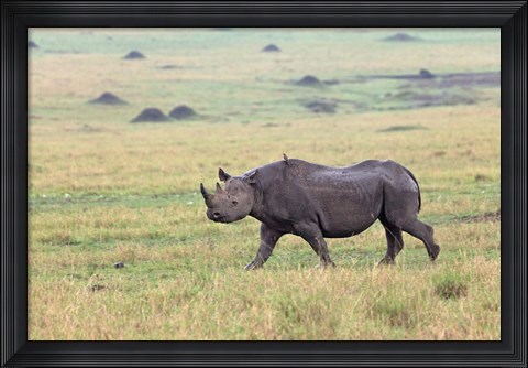 Framed Black Rhino, Maasai Mara, Kenya Print
