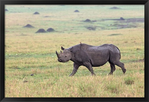 Framed Black Rhino, Maasai Mara, Kenya Print