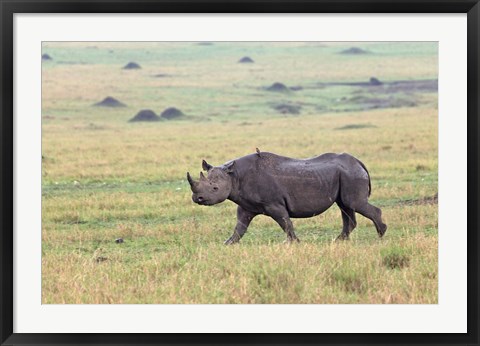 Framed Black Rhino, Maasai Mara, Kenya Print