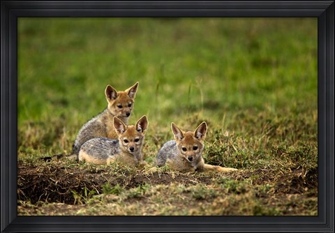 Framed Black-backed Jackal wildlife, Maasai Mara, Kenya Print