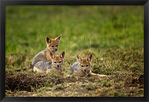 Framed Black-backed Jackal wildlife, Maasai Mara, Kenya Print