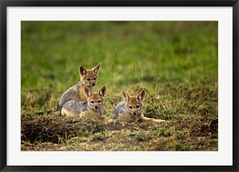 Framed Black-backed Jackal wildlife, Maasai Mara, Kenya Print