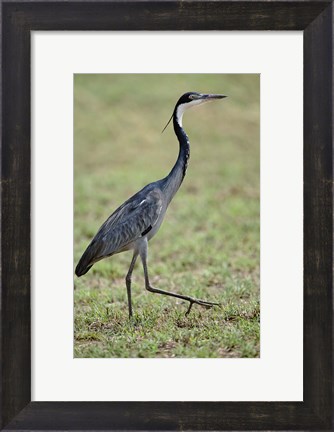 Framed Black-headed Heron, Serengeti National Park, Tanzania Print