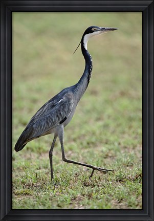 Framed Black-headed Heron, Serengeti National Park, Tanzania Print