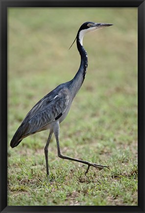 Framed Black-headed Heron, Serengeti National Park, Tanzania Print