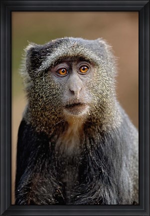 Framed Blue Monkey, Tanzania Print