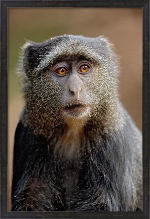 Framed Blue Monkey, Tanzania Print