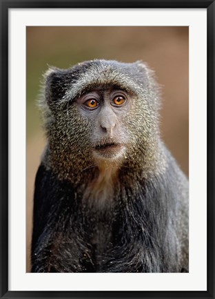 Framed Blue Monkey, Tanzania Print