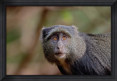 Framed Blue Monkey, Lake Manyara National Park, Tanzania Print