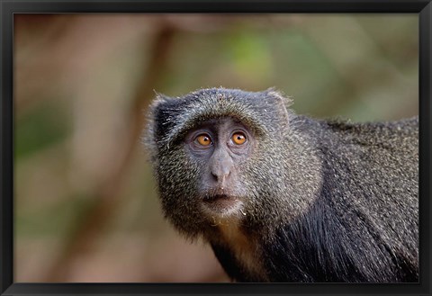 Framed Blue Monkey, Lake Manyara National Park, Tanzania Print