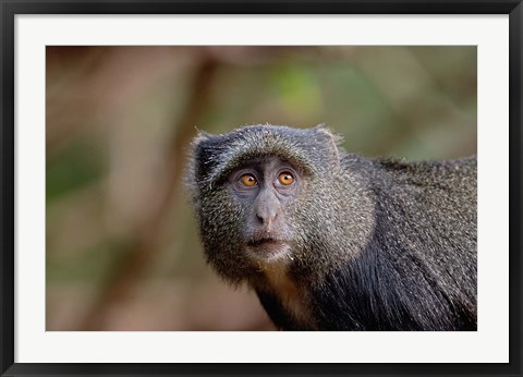 Framed Blue Monkey, Lake Manyara National Park, Tanzania Print