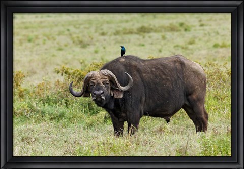 Framed Buffalo and starling wildlife, Lake Nakuru NP, Kenya Print