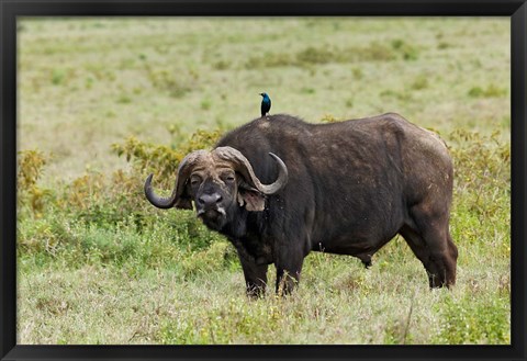 Framed Buffalo and starling wildlife, Lake Nakuru NP, Kenya Print