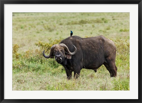 Framed Buffalo and starling wildlife, Lake Nakuru NP, Kenya Print