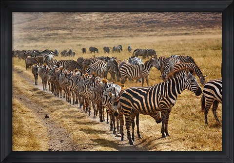 Framed Burchell&#39;s Zebra waiting in line for dust bath, Ngorongoro Crater, Tanzania Print
