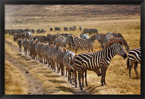 Framed Burchell&#39;s Zebra waiting in line for dust bath, Ngorongoro Crater, Tanzania Print