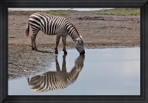 Framed Burchell&#39;s Zebra, Lake Nakuru National Park, Kenya Print