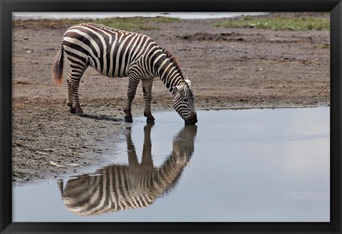 Framed Burchell&#39;s Zebra, Lake Nakuru National Park, Kenya Print