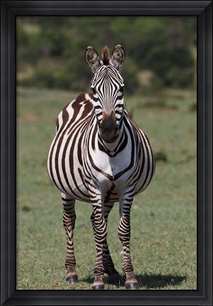 Framed Zebra, Maasai Mara, Kenya Print