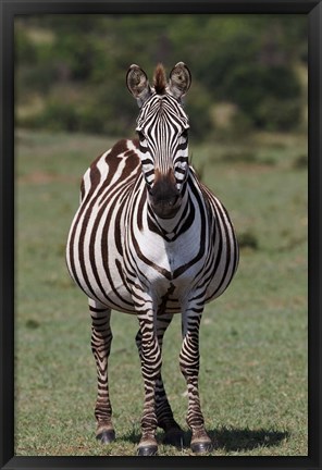 Framed Zebra, Maasai Mara, Kenya Print