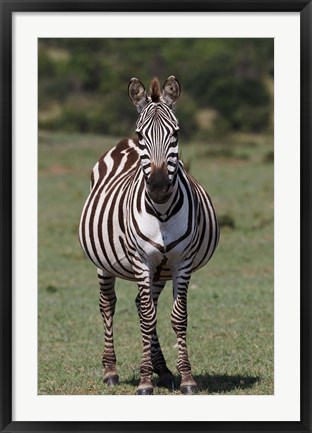 Framed Zebra, Maasai Mara, Kenya Print