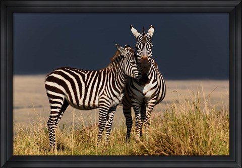 Framed Burchell&#39;s Zebra, Maasai Mara, Kenya Print
