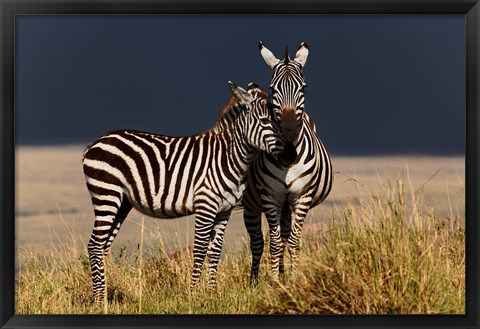 Framed Burchell&#39;s Zebra, Maasai Mara, Kenya Print