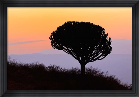 Framed Candelabra Tree, sunrise, Ngorongoro Crater, Tanzania Print