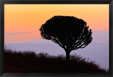 Framed Candelabra Tree, sunrise, Ngorongoro Crater, Tanzania Print