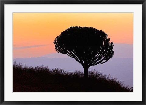 Framed Candelabra Tree, sunrise, Ngorongoro Crater, Tanzania Print