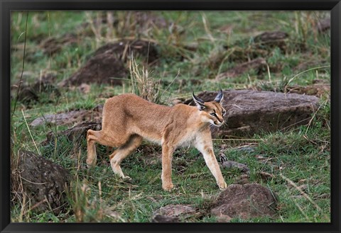 Framed Caracal wildlife, Maasai Mara, Kenya Print