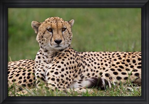 Framed Cheetah resting, Maasai Mara, Kenya Print