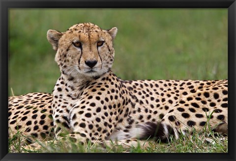 Framed Cheetah resting, Maasai Mara, Kenya Print