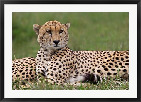 Framed Cheetah resting, Maasai Mara, Kenya Print