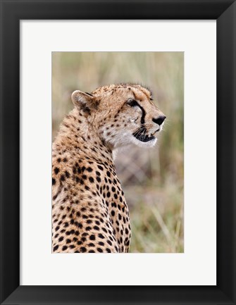 Framed Cheetah profile, Maasai Mara, Kenya Print