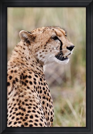 Framed Cheetah profile, Maasai Mara, Kenya Print