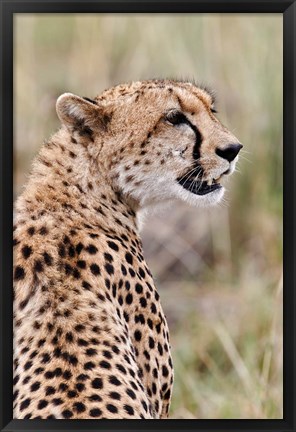 Framed Cheetah profile, Maasai Mara, Kenya Print