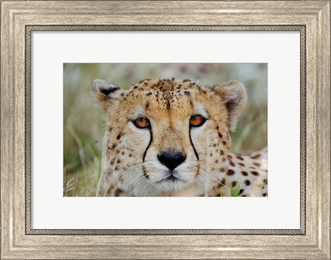 Framed Head of a Cheetah, Masai Mara Game Reserve, Kenya Print