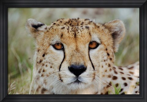 Framed Head of a Cheetah, Masai Mara Game Reserve, Kenya Print