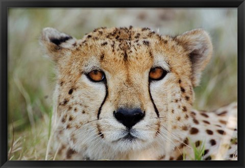 Framed Head of a Cheetah, Masai Mara Game Reserve, Kenya Print