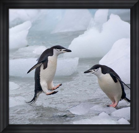 Framed Chinstrap Penguins on ice, Antarctica Print