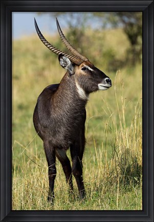 Framed Common Waterbuck wildlife, Maasai Mara, Kenya Print