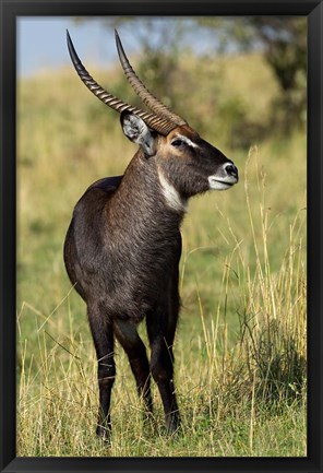 Framed Common Waterbuck wildlife, Maasai Mara, Kenya Print