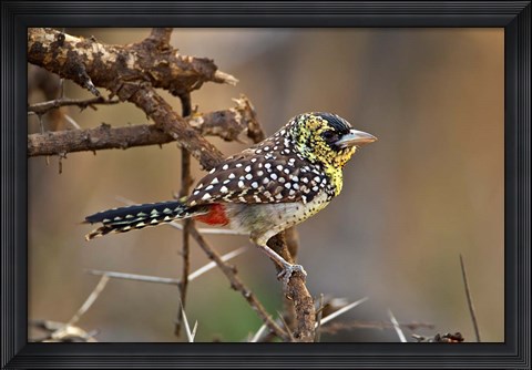 Framed D&#39;Arnaud&#39;s Barbet bird, Samburu Reserve, Kenya Print