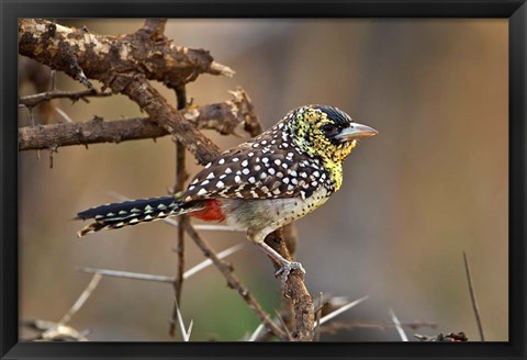 Framed D&#39;Arnaud&#39;s Barbet bird, Samburu Reserve, Kenya Print