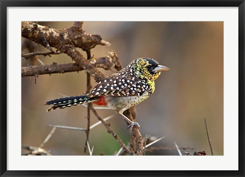 Framed D&#39;Arnaud&#39;s Barbet bird, Samburu Reserve, Kenya Print