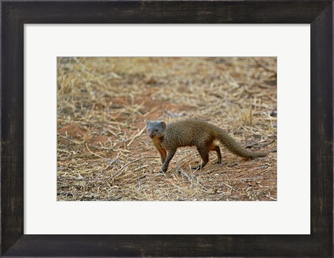 Framed Dwarf Mongoose, Samburu Game Reserve, Kenya Print