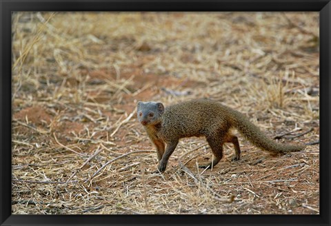 Framed Dwarf Mongoose, Samburu Game Reserve, Kenya Print