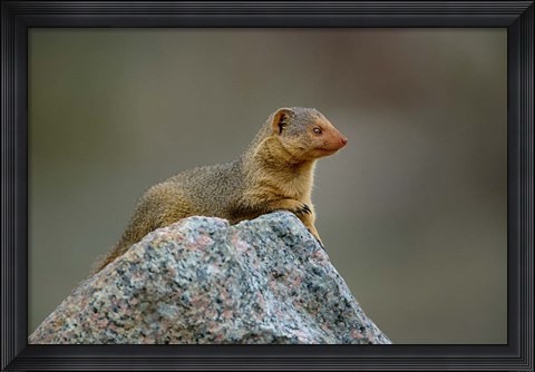 Framed Dwarf Mongoose, Serengeti National Park, Tanzania Print