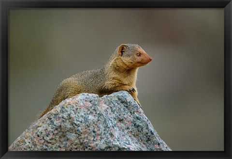 Framed Dwarf Mongoose, Serengeti National Park, Tanzania Print